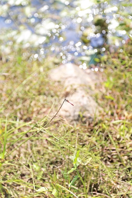 잠자리,자연,고추잠자리,dragonfly,nature,green,sunlight,reddragonfly,동물,animal,곤충,벌레,insect,bug,휴식,힐링,rest,relaxation,healing