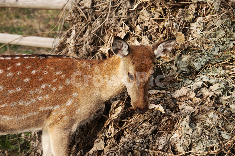 사슴,노루,동물,잔디,낙엽,동물털,동물,animal,포유류,mammal
