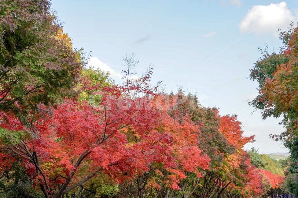 가을,단풍,낙엽,메이플,fall,알록달록,단풍나무,가을,계절,fall,autumn,season,tree,나무,plant,식물,leaf,잎,maple