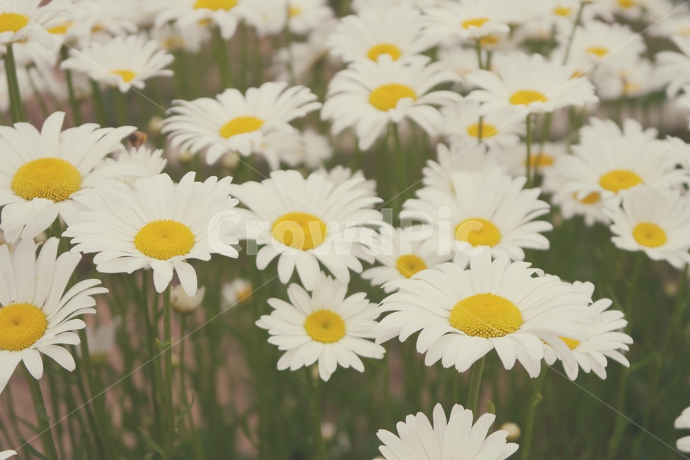 마가렛,마거리트,꽃,marguerite,감성,white,yellow,blossom,flower,꽃밭,자연,식물,plant,만개,국화과,식물,자연,plants,nature,꽃,flower