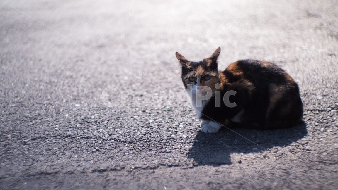 고양이,길고양이,cat,pet,애완동물,animal,동물,mammal,포유류,manx,삼색고양이,길냥이