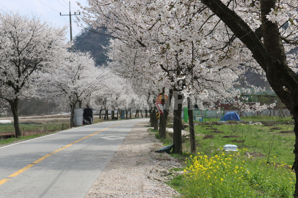 벚꽃도로,꽃길,봄꽃,드라이브,데이트,둘레길,산책로