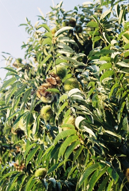 가을,밤나무,필름카메라,알밤,추석,가을,계절,fall,autumn,season,식물,자연,plants,nature,음식,식재료,요리,food,cook,meal,dishes,food reserves,감성,sensible,feeling,vegetation,초목,plant,bush,부시
