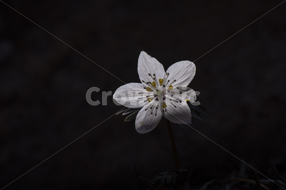 변산바람꽃,꽃,야생화,봄꽃,봄,식물,자연,바람꽃,개화,계절,접사,3월,잎,꽃잎,흰색,돌,미나리아재비과,여러해살이풀,풀,숲,산,아름다운,작은꽃,희귀종,아침,어두운,클로즈업,여린,연약한,꽃술,멸종위기,들꽃,한송이,낙엽,식물,자연,plants,nature,꽃,flower