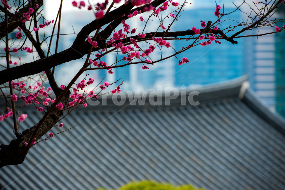 홍매화,봄,꽃,화목,회춘,매화,봄,계절,spring,season,plant,식물,flower,blossom