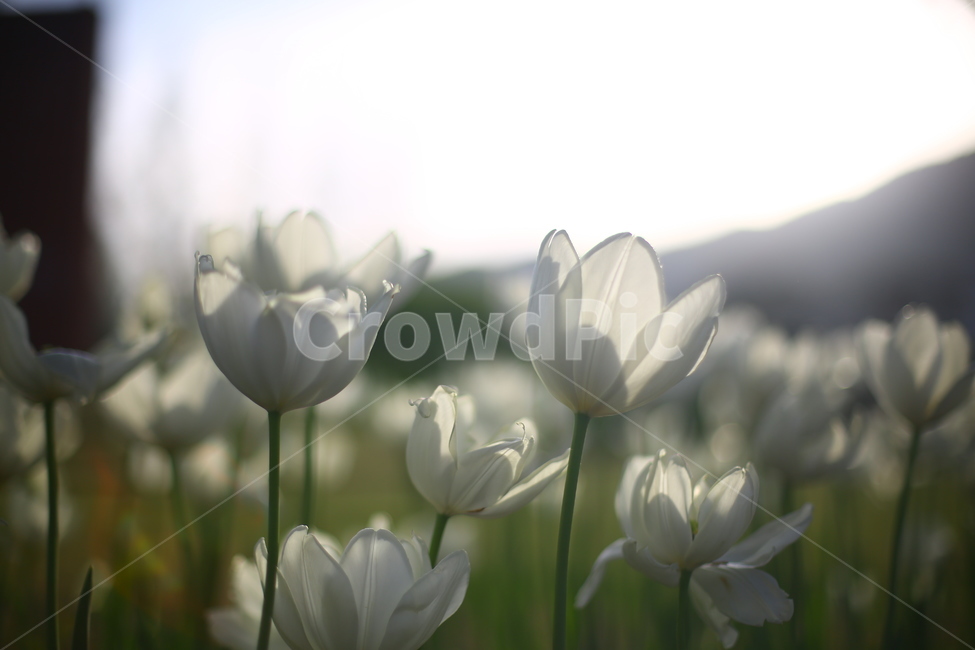 봄,꽃,튤립,연지공원,햇살,꽃말,봄,계절,spring,season,식물,자연,plants,nature,꽃,flower,휴식,힐링,rest,relaxation,healing,plant
