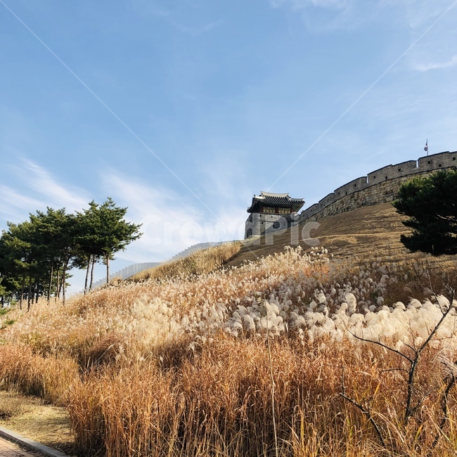 갈대,수원성,화성,가을풍경,가을,가을,계절,fall,autumn,season,한국전통,한국문화,korean traditional,korean culture,랜드마크,landmark,tourist attraction,한국랜드마크,한국관광지,한국명소,korea landmark,korea tourist attraction,field,들,grassland,목초지,outdoors,옥외
