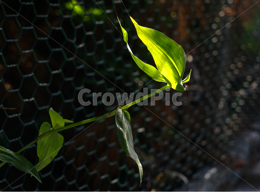 풀,철망,빛,자연,식물,식물,자연,plants,nature