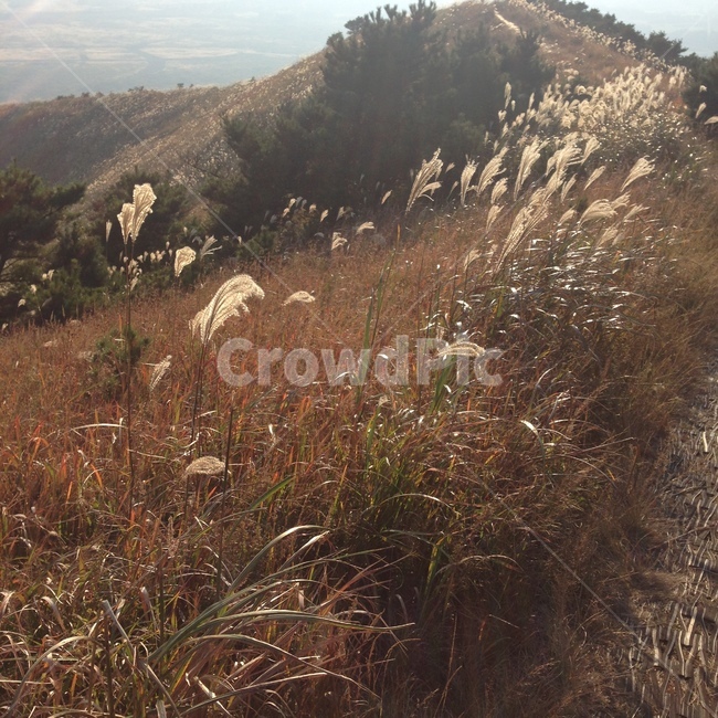 갈대,가을,식물,grass,reed,잔디,plant,제주도,jeju,jeju island