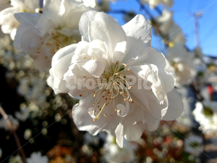 plant,식물,꽃,flower,봄,spring,개화,자연,nature