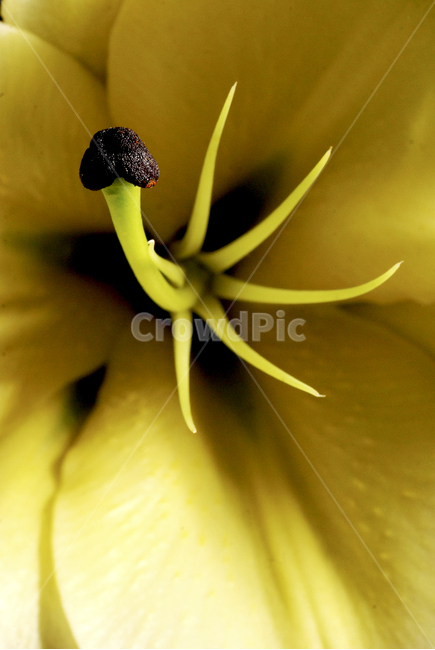 꽃,태국,노란색,아름다움,아름다운꽃,식물,자연,plants,nature,꽃,flower