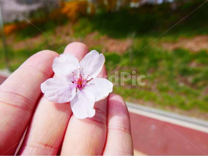 벚꽃,벚꽃사진,봄,봄이미지,벚나무,분홍,분홍색,하늘,하늘색,자연,자연이미지,자연사진,봄사진,꽃,꽃사진,벚꽃놀이,풍경,풍경사진,손,봄,계절,spring,season,식물,자연,plants,nature,꽃,flower,plant,geranium,제라늄,blossom