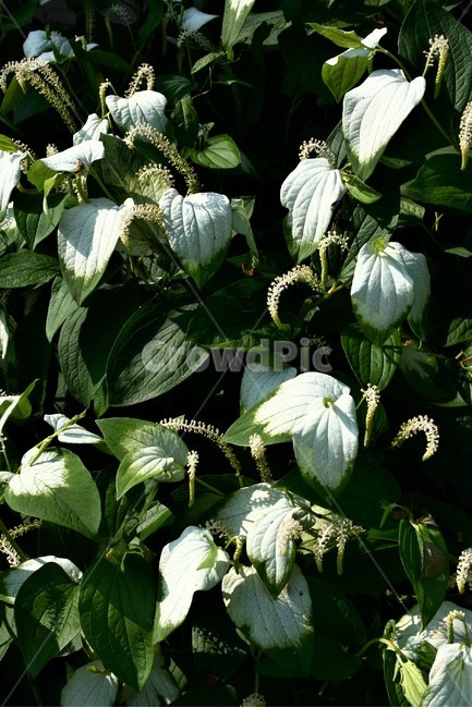삼백초,삼백초과,멸종위기야생생물2급,여러해살이풀,야생화,식물,자연,plants,nature
