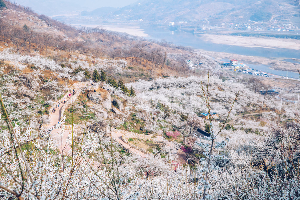 매화,나무,하늘,파란하늘,꽃봉오리,봄,봄날,봄풍경,봄꽃,감성,spring,flower,봄길,산책,봄나들이,식물,꽃,초록,언덕,매화마을,광양,계절,season,자연,풍경,nature,landscape,한국자연풍경,한국자연경관,koreanaturelandscape,시골,마을,country,ruraltown,한국전통,한국문화,koreantraditional,koreanculture,매화꽃,광양매화마을,봄,계절,spring,season,자연,풍경,nature,landscape,outdoors,옥외,경치,scenery,plant,tree