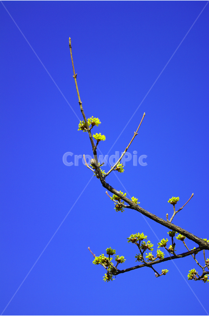 산수유,나무,하늘,파란하늘,꽃봉오리,봄,봄날,봄풍경,봄꽃,감성,spring,flower,식물,봄,계절,spring,season,식물,자연,plants,nature,꽃,flower,plant,sprout,새싹,bud,싹,blossom