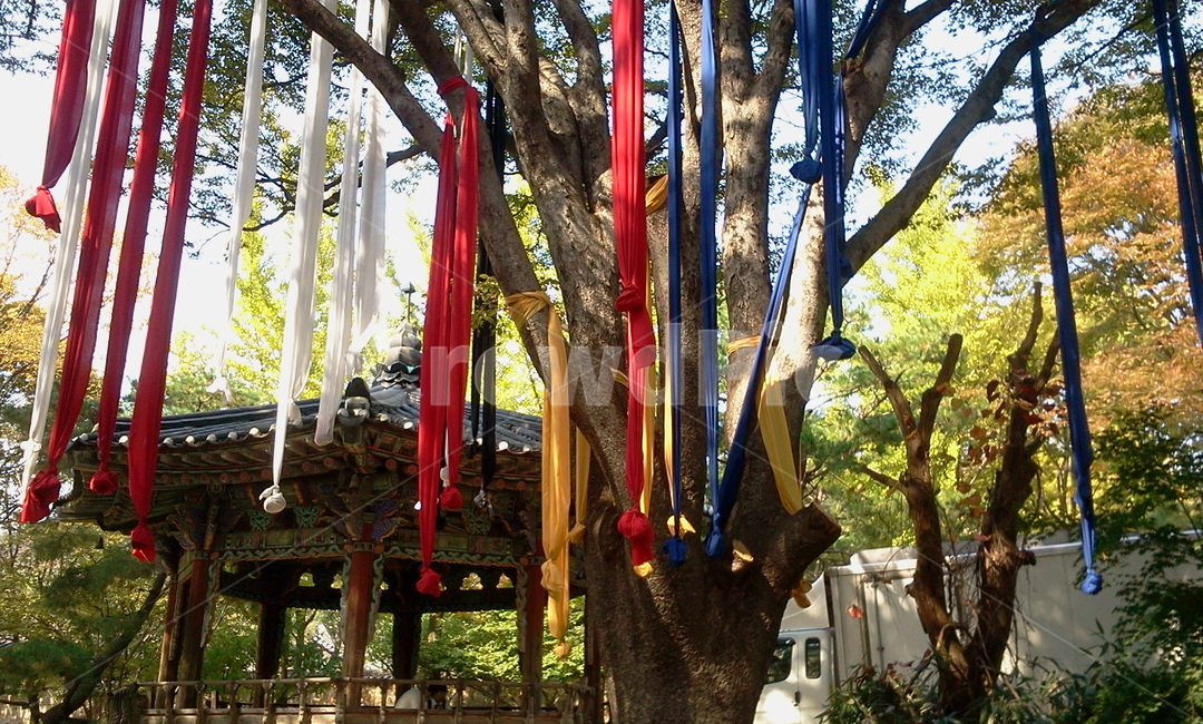 당산나무,나무,tree,무속신앙,발원,기원