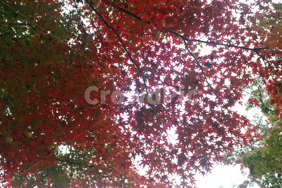 낙엽,가을,나무,단풍,잎,단풍나무,maple,tree,leaf,plant,가을,계절,fall,autumn,season