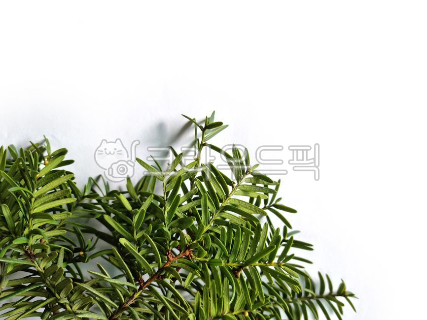 Nine subjects,fir tree,tree,pattern,evergreen tree,coniferous plant,leaf,background,plant,conifer