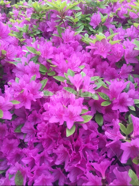 봄,철쭉,분홍철쭉,royalazalea,royalblossoms