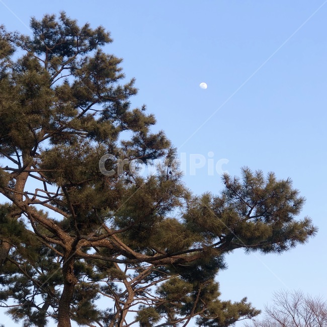 tree,나무,달,식물,풍경