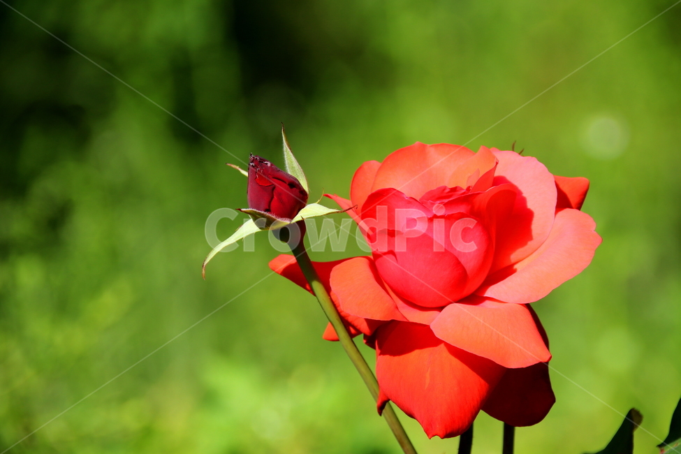 꽃,장미,식물,plant,rose,식물,자연,plants,nature,꽃,flower