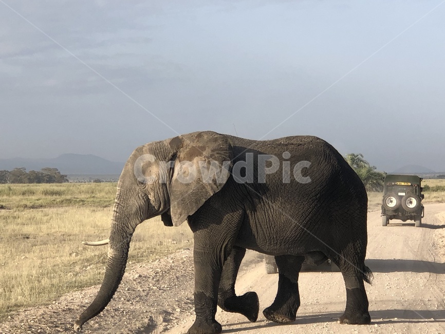 야생동물,elephant,mammal,포유류,코끼리,동물,자연,동물,animal,포유류,mammal