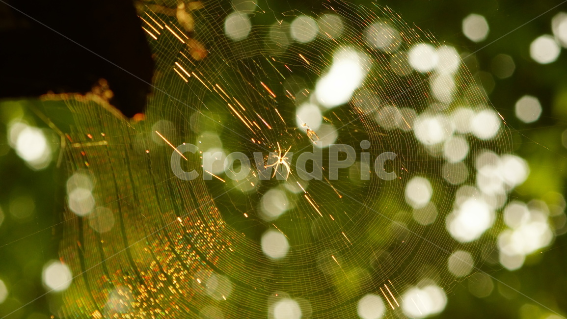 거미,거미줄,햇살,spider,spiderweb,보케,곤충,벌레,insect,bug