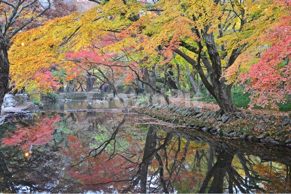 tree,나무,plant,식물,maple,leaf,잎,water,물,nature,자연,outdoors,옥외,고창,선운사,선운사가을,도솔천,가을,계절,추색,만추,단풍,반영,가을,계절,fall,autumn,season