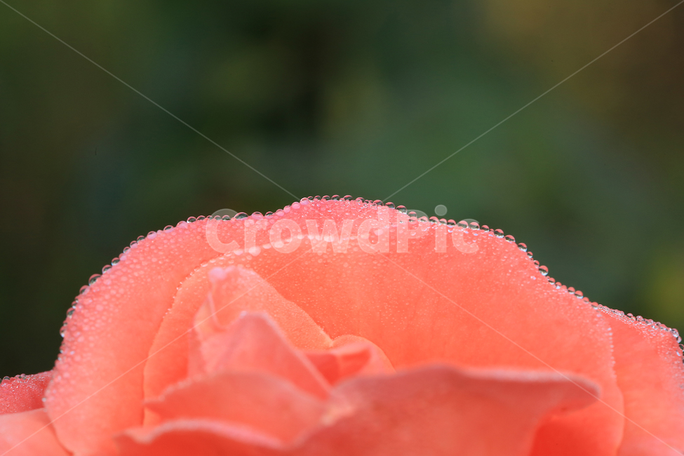장미,꽃,이슬,일액현상,rose,flower,dew,식물,자연,plants,nature,꽃,flower