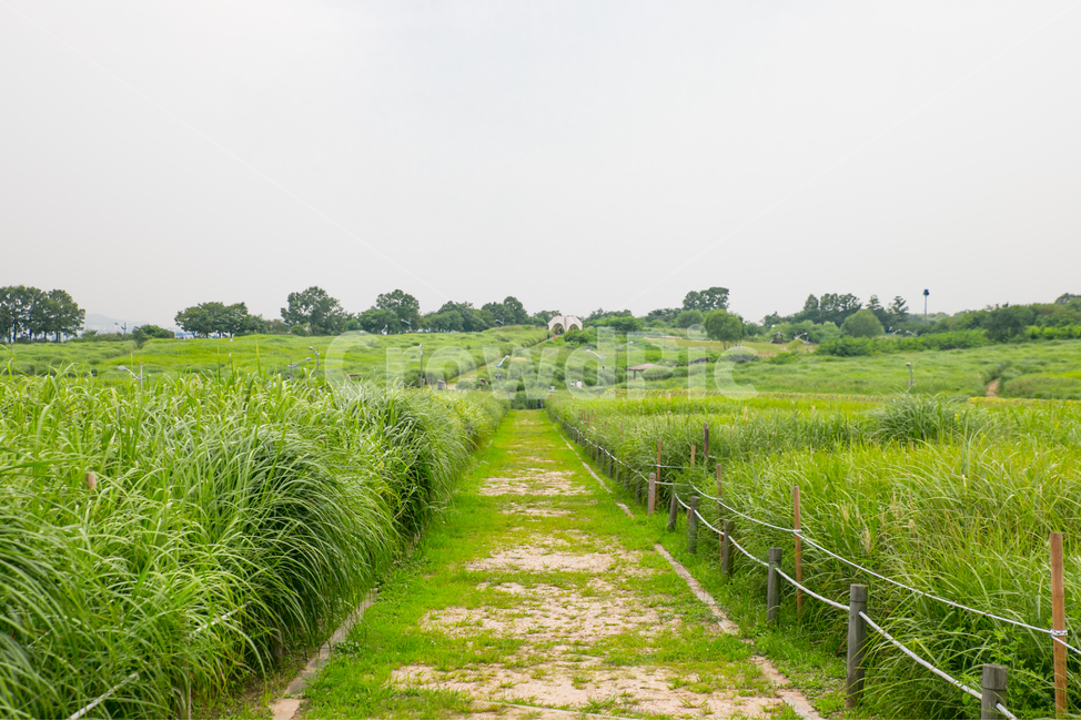 하늘공원,하늘공원여름,여름,미세먼지,흐린날,자연,풍경,nature,landscape,field,들