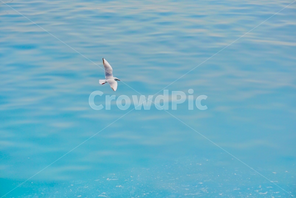 부산,갈매기,항구,바다,파란,해변,동물,animal,조류,새,birds