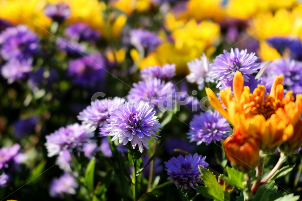 꽃,국화,국화꽃,식물,자연,소국화,야생화,식물,자연,plants,nature,꽃,flower