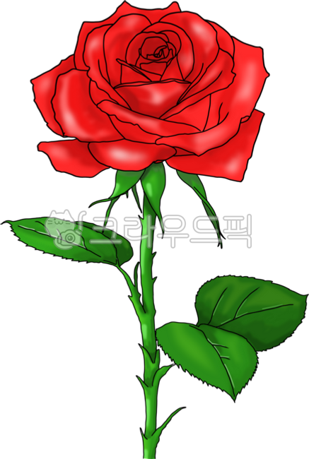장미,장미꽃,장미한송이,로즈,rose,장미손그림,장미일러스트
