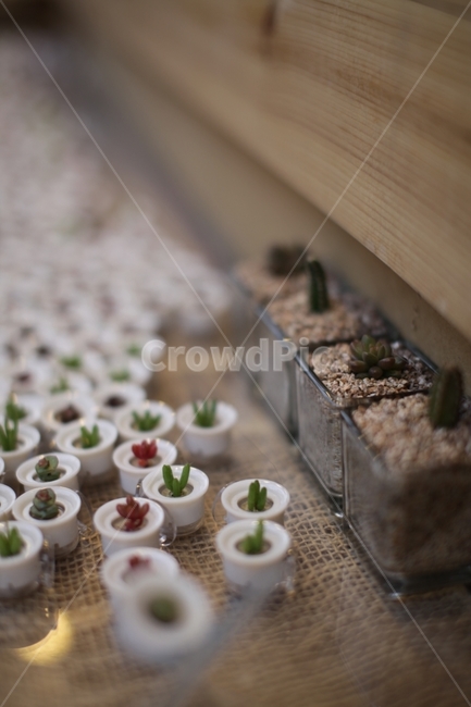 식물,plant,감성,wallpaper,배경화면,cute,귀여움,다육이,식물,자연,plants,nature,실내용화초,화분,화초,house plant,인테리어,실내디자인,interior design