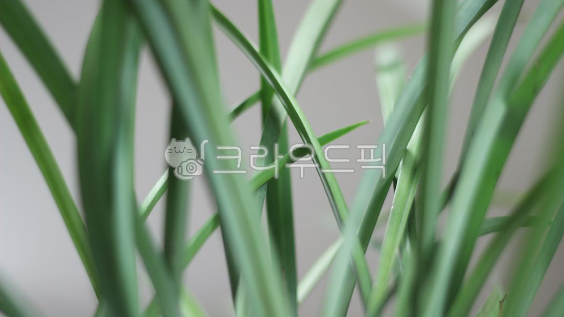 plant, 식물, 난초, 난, 화분, 사진,이미지,일러스트,캘리그라피 - ja9762작가