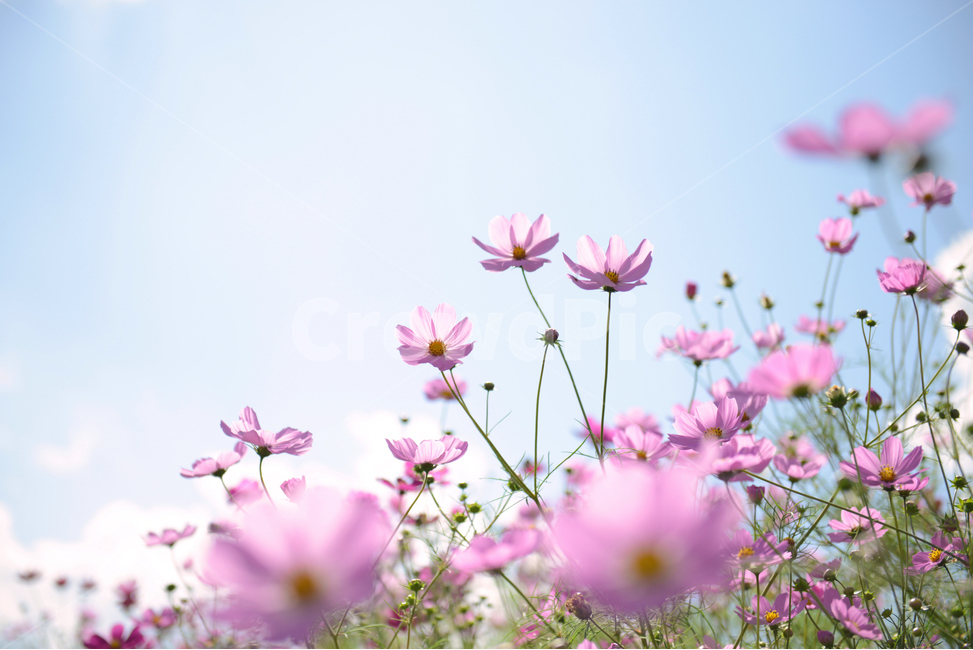 코스모스,가을,하늘,서정적,꽃,가을꽃,산책,감성,따뜻한,cosmos,flower,fall,autumn,bluesky,가을,계절,fall,autumn,season,식물,자연,plants,nature,꽃,flower,spring,봄,blossom,plant,petal,꽃잎
