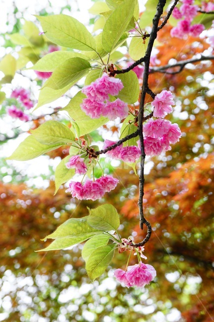 꽃,화려,형형색색,분홍,봄,화사,나뭇가지
