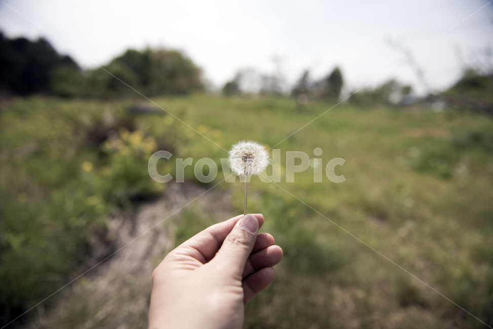민들레,가을,추억,들판,푸름,식물,자연,plants,nature,꽃,flower