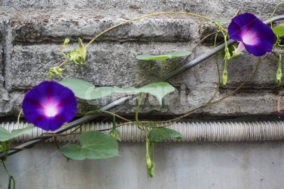 자연,nature,나팔꽃,꽃,plant,식물,식물,자연,plants,nature