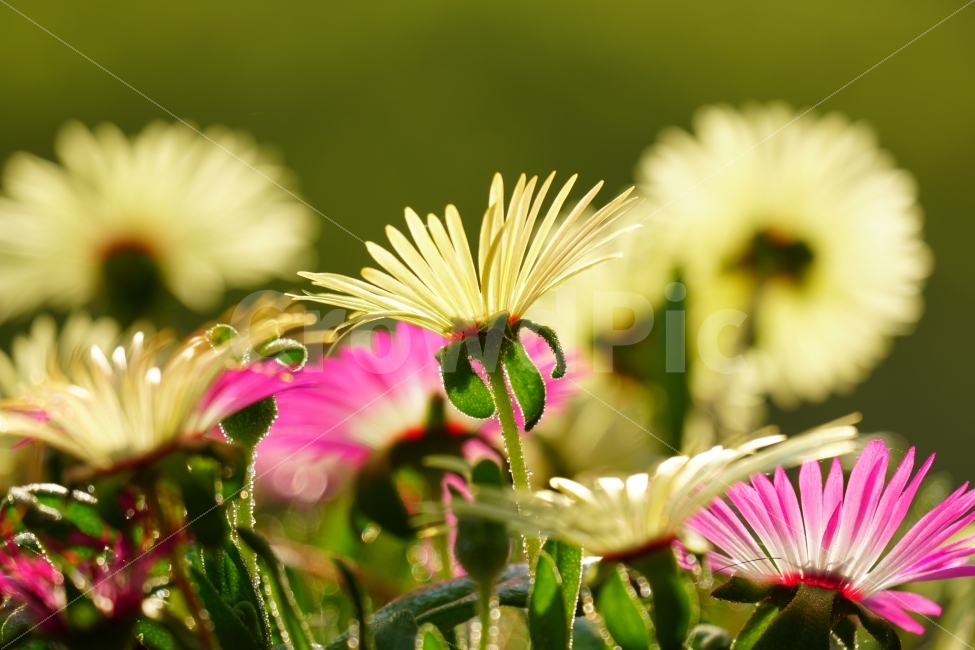 atmosphere,In May,Its bright,bright,feel,Clean,pure,spring,healing,Healing Photos,flower photo,Emotion,Livingstone Daisy,gay,Refreshing,nature,feeling,clean,flower,Emotional photo,refreshing,plant,animated,fresh