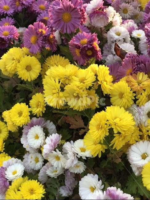 식물,plant,blossom,flower,꽃