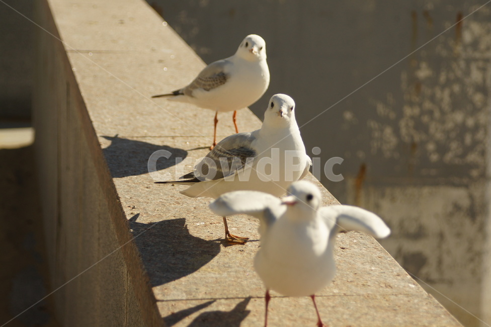 animal,동물,bird,새,seagull,갈매기,동물,animal,조류,새,birds