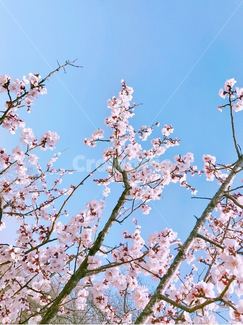 plant,식물,blossom,flower,꽃,cherryblossom,벚꽃