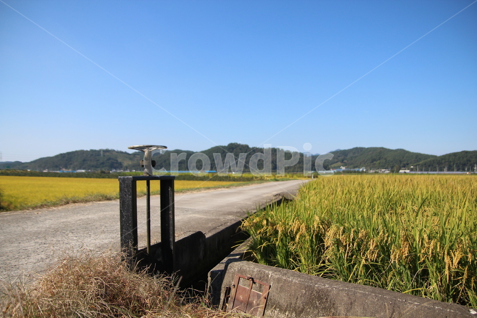 벼,논,자연,풍경,모내기,추수,가을,계절,fall,autumn,season,산업,industry,industrial,농업,농사,agriculture,farming,farming industry