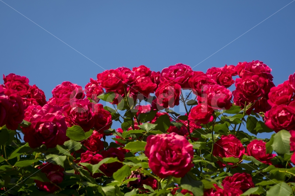 장미,꽃,초여름,정열적인,색감,새빨간,사랑,roses,식물,자연,plants,nature,꽃,flower