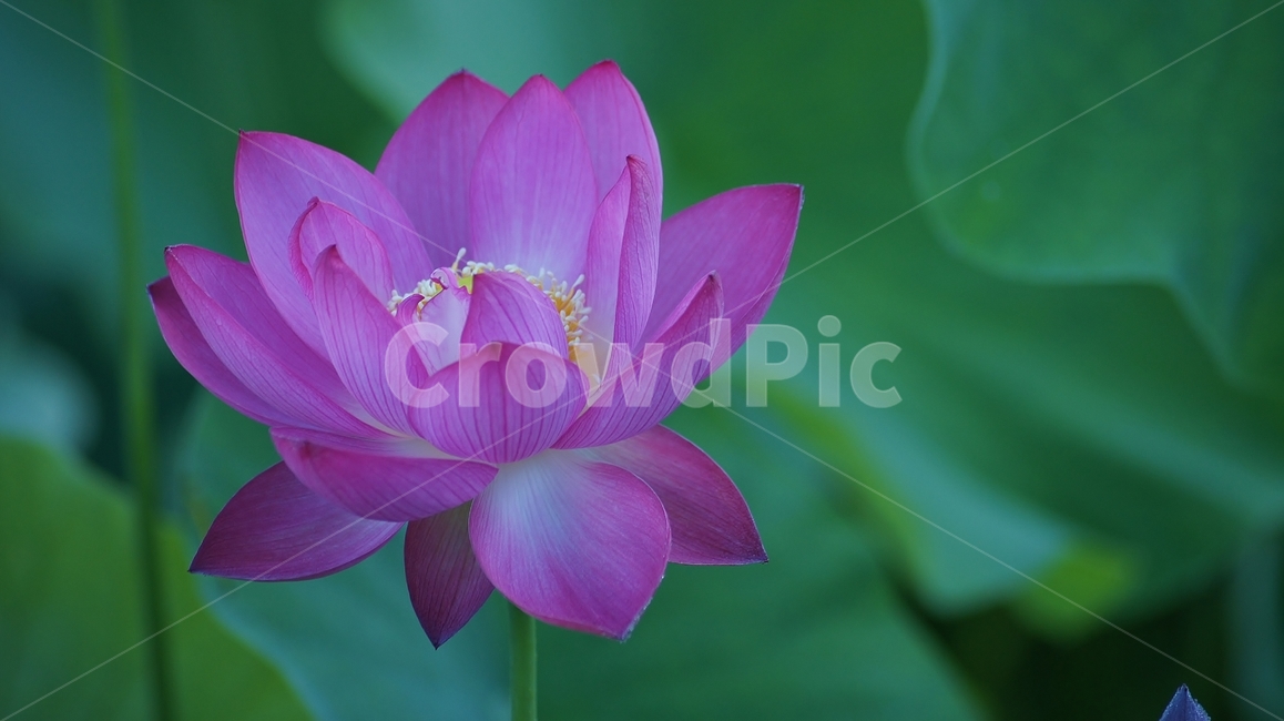 꽃,연꽃,여름꽃,flower,lotus,식물,자연,plants,nature,꽃,flower