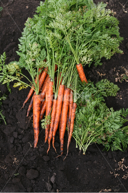 야채,당근,다이어트,건강,유기농,제주,농장,자연,carrot,carrots,food,vegetable,fresh,orange,bunch,organic,healthy,vegetables,green,raw,isolated,root,agriculture,garden,diet,market,vegetarian,leaf,white,harvest,vitamin,ripe,nature,carrotcarrot,farm,closeup,color,colorful,country,diete,cofarmer,farmersmarket,farming,background,health,healthyfoods,healthylife,healthylifestyle,healthylifestylebackground,jejuisland,jejukorea,natural,naturelandscape,nutrition,organicbackground,organicfarm,음식,식재료,요리,food,cook,meal,dishes,food reserves,채소,야채,vegetables,산업,industry,industrial,농업,농사,agriculture,farming,farming industry