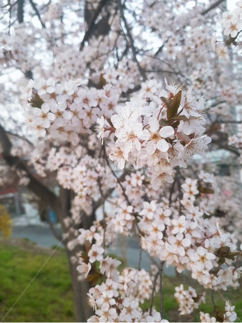 cherryblossom,벚꽃,꽃,flower,blossom,식물,자연,plants,nature,꽃,flower