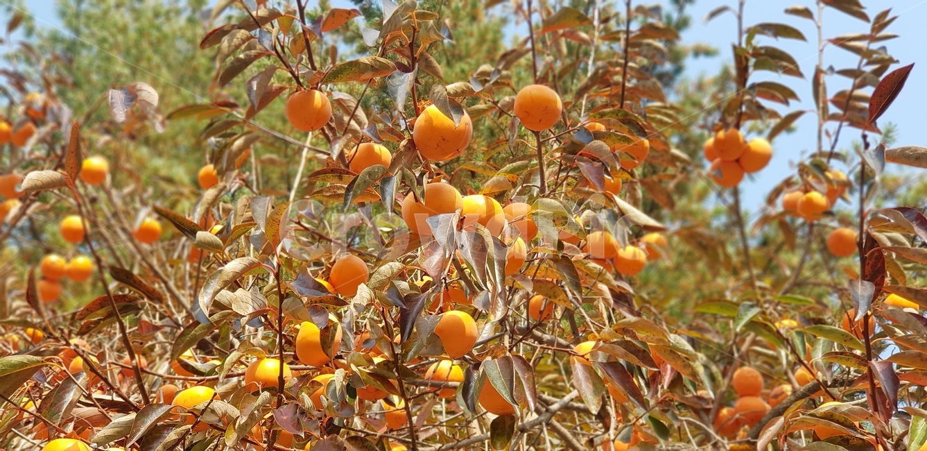 감,가을,과일,브라운,갈색,갈색잎,나무가지,나무잎,식물,plant,produce,생산액,citrusfruit,감귤류과일,orange,주황색,식물,자연,plants,nature