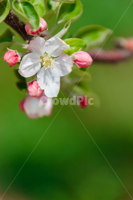 사과꽃,하늘,꽃,과일꽃,정원,식물,자연,plants,nature,꽃,flower
